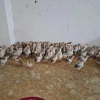 جوجه مرغ و خروس شاخدار دو هفته ای واکسن زده|حیوانات مزرعه|سیرجان, |دیوار