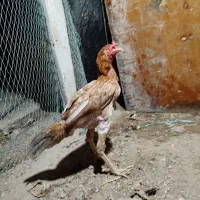 فروشی خروس لاری|حیوانات مزرعه|کیش, |دیوار