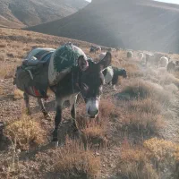 حیوانات مزرعه|حیوانات مزرعه|میمه, |دیوار