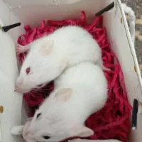 همستر سوری|موش و خرگوش|قم, پشت انبار نفت|دیوار