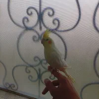 عروس هلندی نر