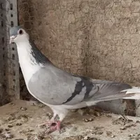 ماده بومی|پرنده|شاهین‌شهر, طالقانی|دیوار