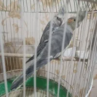 عروس هلندی جفت|پرنده|قرچک, مهدیه|دیوار