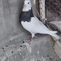 کفتر کبوتر