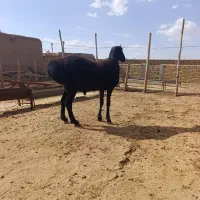 بره ی افغانی جنس قندوزی اصیل|حیوانات مزرعه|بشاریات, |دیوار
