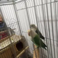 دوتا طوطی|پرنده|رباطکریم, رباطکریم|دیوار