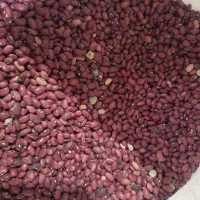 لوبیا قرمز،لوبیاچیتی،نخوددرشت،عدس ریزدرجه یک سرحد|خوردنی و آشامیدنی|مرودشت, تامین اجتماعی‎|دیوار