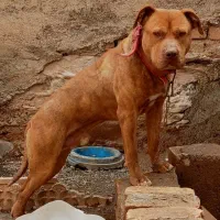 سگ پیتبول نر