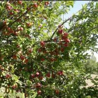 هرس کار ماهر برای درختان بخصوص درختان میوه تضمینی|خدمات باغبانی و درختکاری|اسلام‌شهر, صادقیه|دیوار