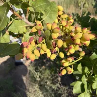 کارگر برای باغ پسته