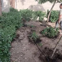 خدمات پیوندی باغبانی سم پاشی طرح فضای باغچه|خدمات باغبانی و درختکاری|تهران, شهرک غرب|دیوار