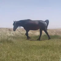 اسب دو رگ درشور با کورد 5ساله