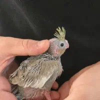 عروس هلندی ۲۰ روزه