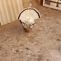 بوقلمون نر و ماده|حیوانات مزرعه|مرودشت, رودبال|دیوار