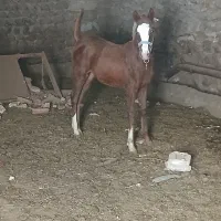 کره نر شش ماهه