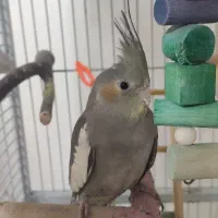 عروس هلندی سخنگو تا ده کلمه