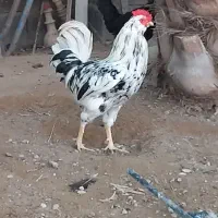 خروس گلین|حیوانات مزرعه|آبپخش, |دیوار