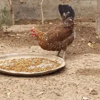 مرغ لری کرچ|حیوانات مزرعه|مبارکه, |دیوار