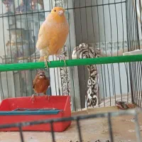 قناری ماده رد برفکی