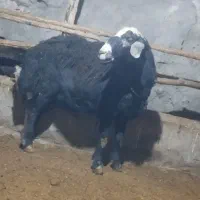 قوچ چال|حیوانات مزرعه|هشترود, |دیوار