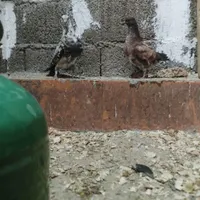 کفتر سوسکی|پرنده|رامسر, |دیوار