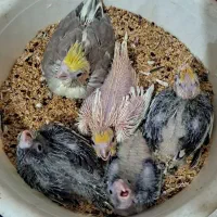 جوجه عروس سرلاکی
