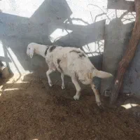 بره قوچی پلنگی بروجردی شماره 19