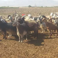 بز داشتی|حیوانات مزرعه|شیراز, دوکوهک|دیوار
