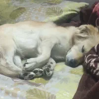 واگذاری اشپیتز گلدن|سگ|اصفهان, خوراسگان|دیوار