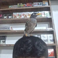 مینا کاملن دستی مفت مفت