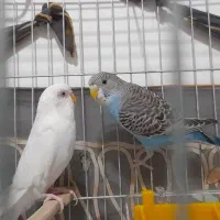۱جفت مرغ عشق سالم