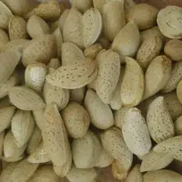 بادام تازه تلخ