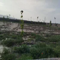 باغ فروشی 1000 متر نرسیده به روستای جمعاب|فروش زمین و ملک کلنگی|گلبهار, نوبهار|دیوار
