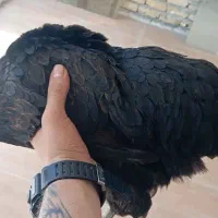 مرغ تخم گذار