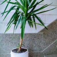 گل طبیعی / گل / یوکا