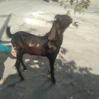 بزغاله نر نژاد هلندی|حیوانات مزرعه|هرسین, |دیوار