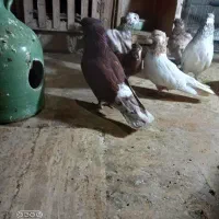 سرخ نوک سفید|پرنده|گرگان, |دیوار