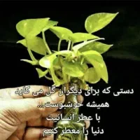 انواع روغن‌ مخصوص ‌م‌ا‌س‌ا‌ژ‌ و پوست|آرایشی، بهداشتی، درمانی|تهران, اقدسیه|دیوار