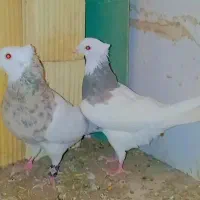 یک جفت پرشی قلمکار عتیقه و یک جفت طوقی خالدار|پرنده|سیرجان, |دیوار