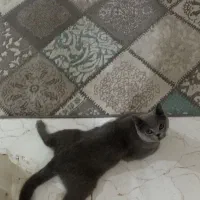 گربه بریتیش