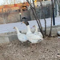 دو غاز ماده و یک نر