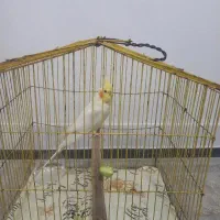 عروس هلندی