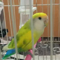 فروش کوتوله برزیلی|پرنده|شیراز, فضل‌آباد|دیوار