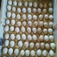 انواع تخم مرغ های زینتی موجوده