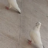 دو جفت باجوجه و تخم