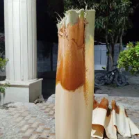 پنیرک نخل فروش