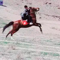 اسب سواری دار