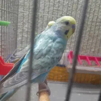 مرغ عشق ریمبو (مولد)|پرنده|اهواز, کوی علوی|دیوار