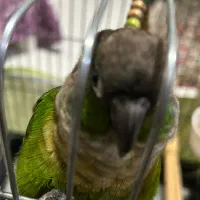 پرنده گمشده گرینچیک