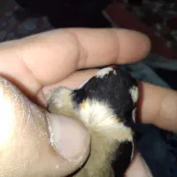 سهره نر چهارگل|پرنده|پارس‌آباد, |دیوار